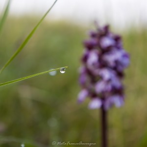 Walk @NataFranceAuvergne-5